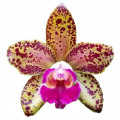 Orchid Pink Leopard